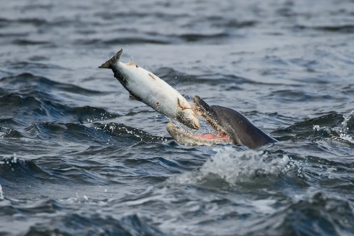 Moray Firth bottlenose dolphin eating a salmon off the Moray Firth coast, Scotland. /Credit: Catherine Clark/Getty