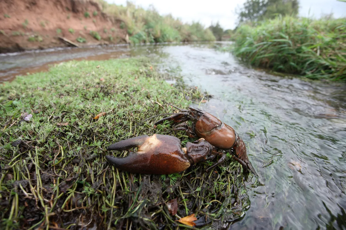 Signal crayfish on the edge of a river/Credit: Getty Images