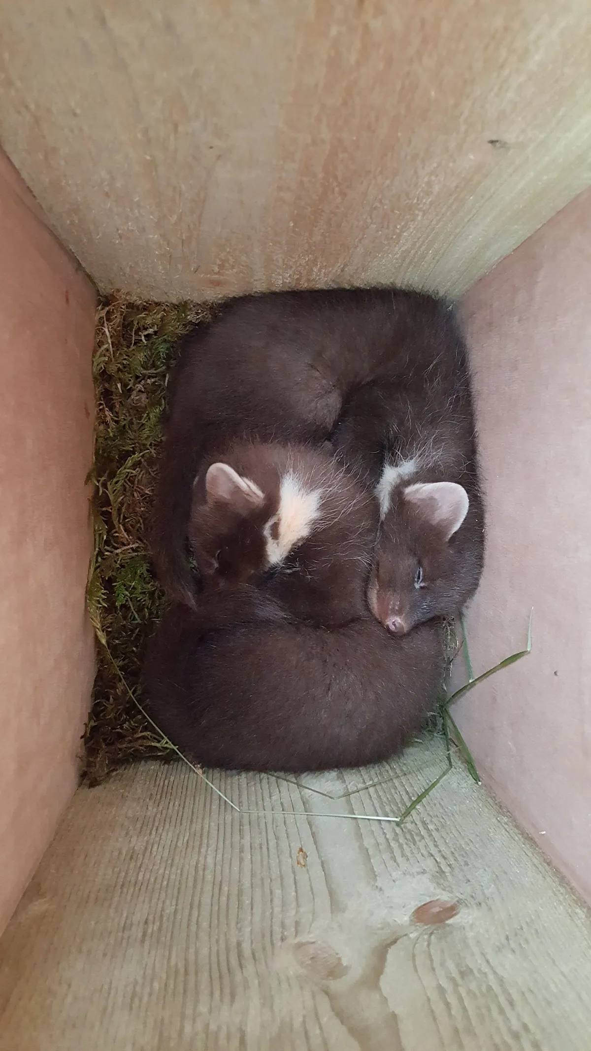 Two sleeping pine martens in box, David Tosh