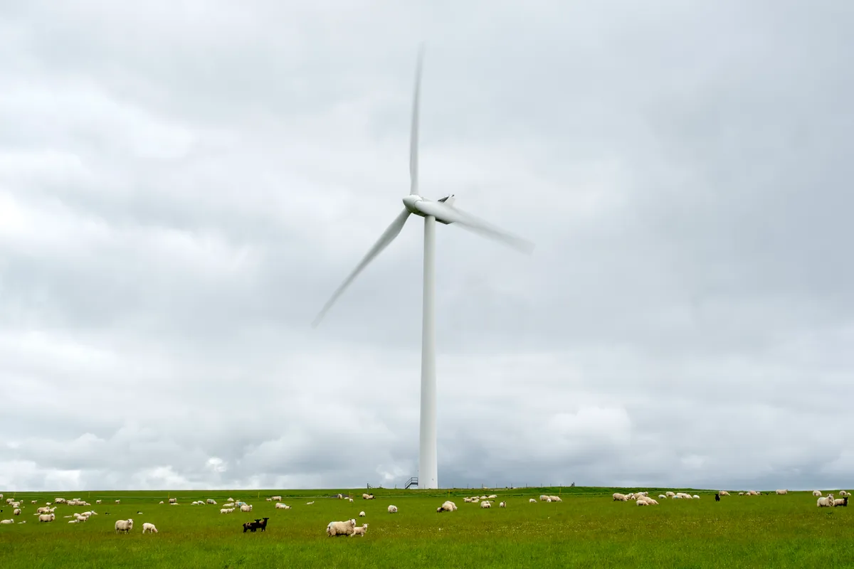 Wind turbine in a field of sheep, Scotland/Credit: Getty Images