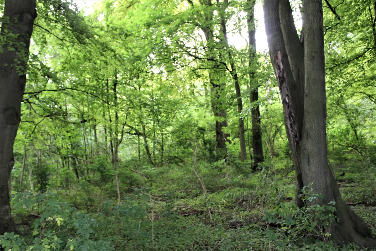 Green woodland