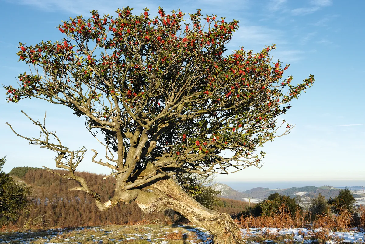 Holly tree on hill