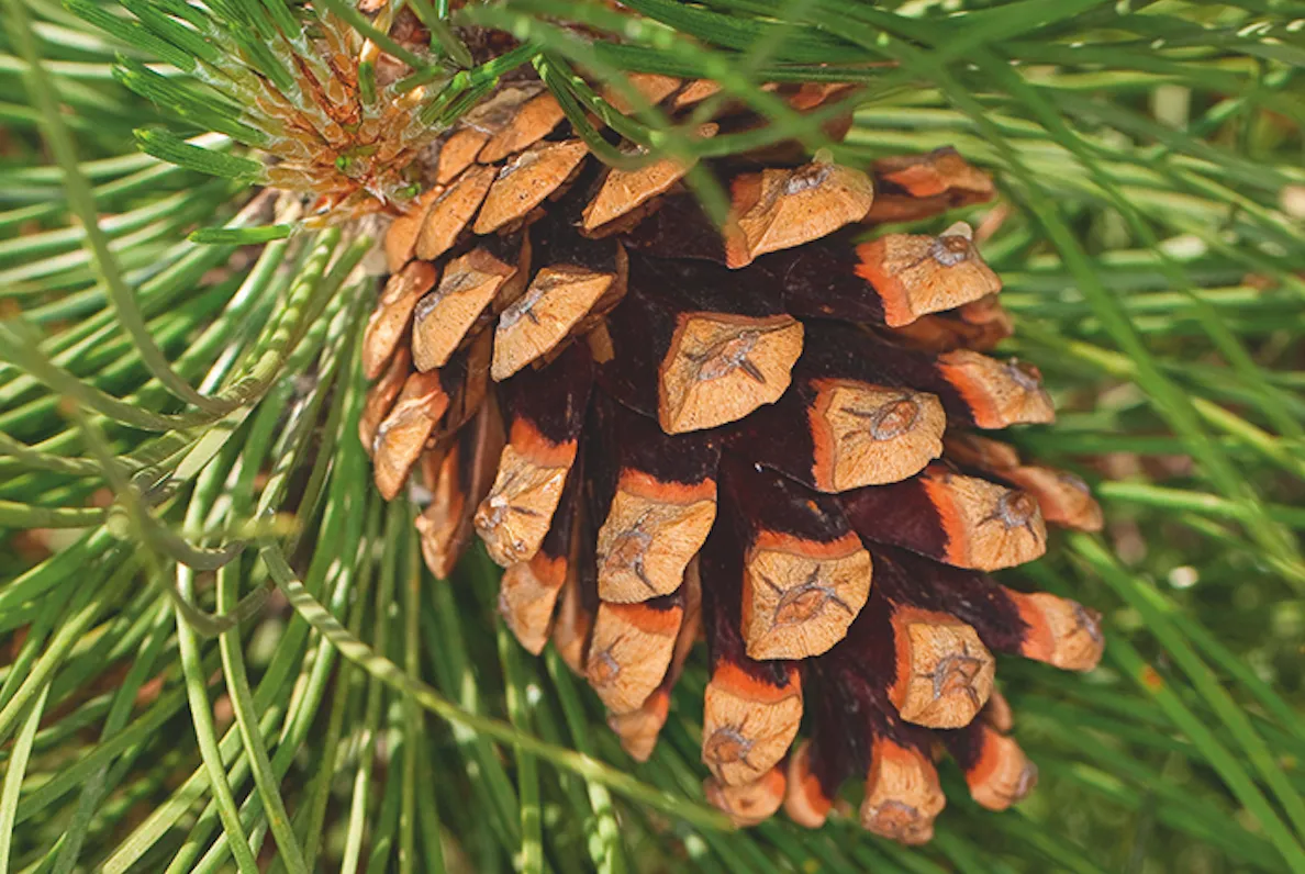 Pine tree cones