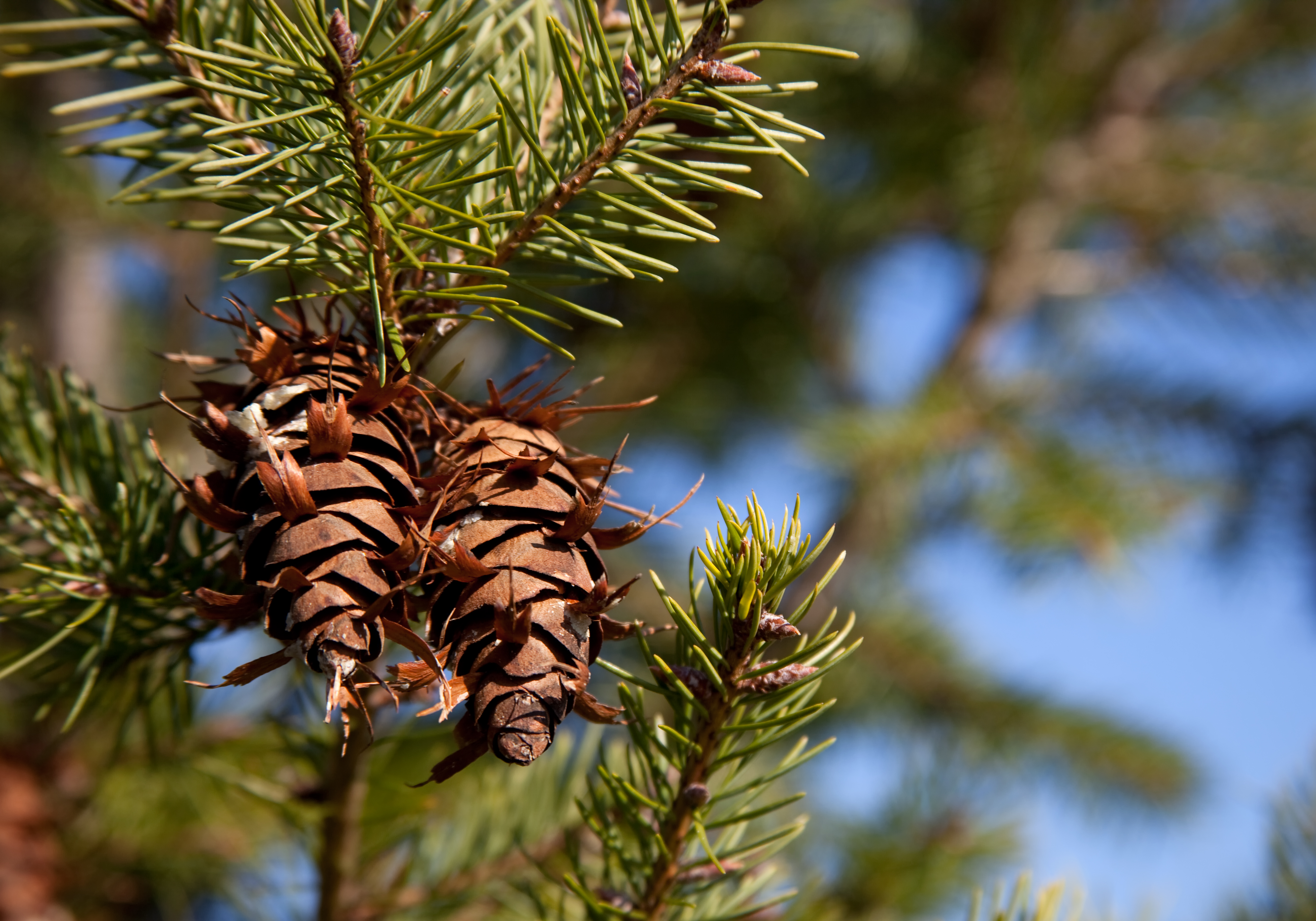 How to identify conifer cones: colour, shape and size