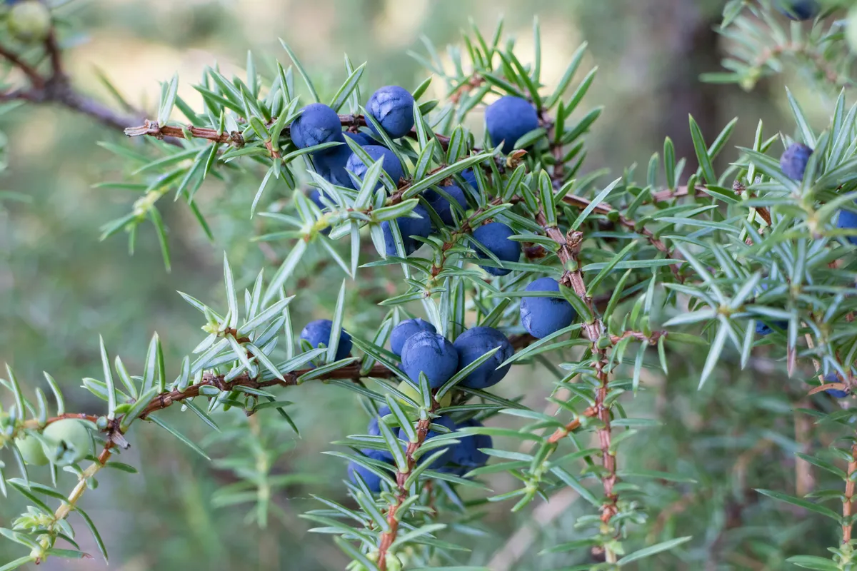 Conifer branch and berries