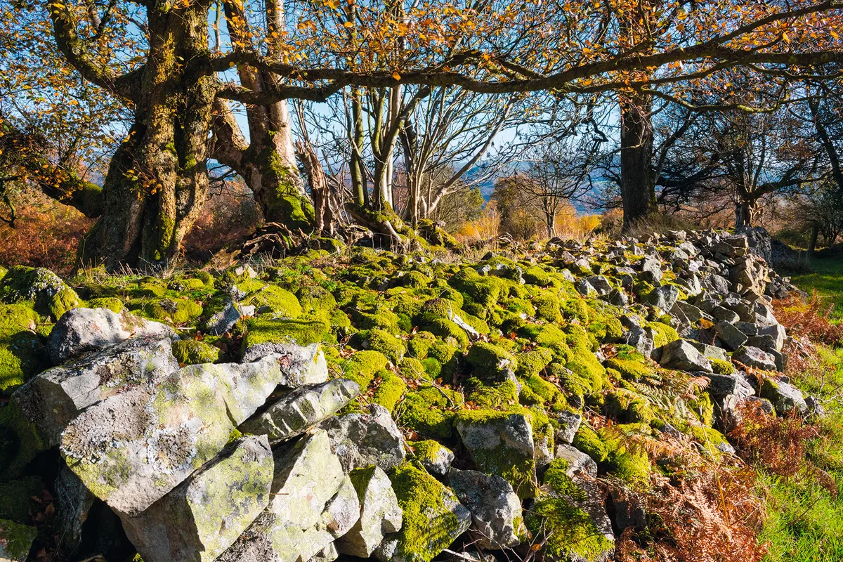 Moss grows over an old stone wall