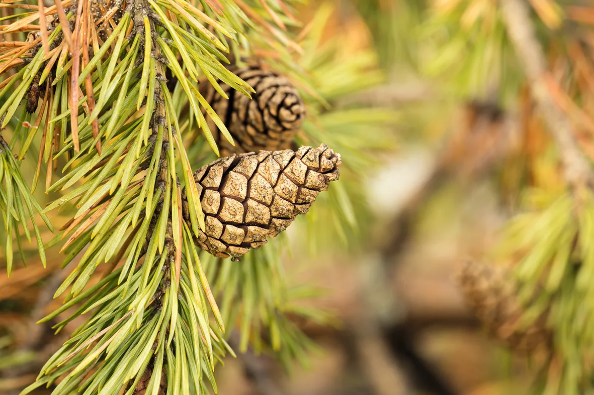 Pine cone on twig