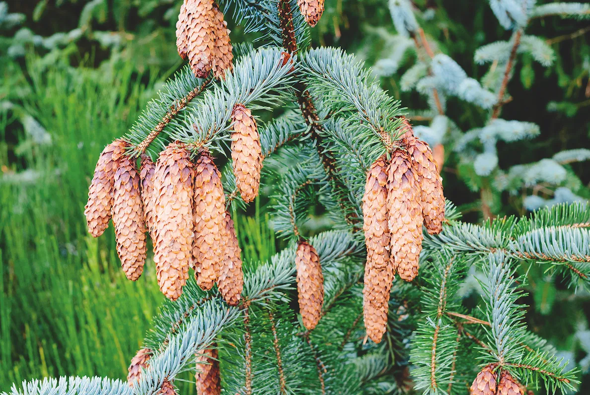 Spruce tree cones