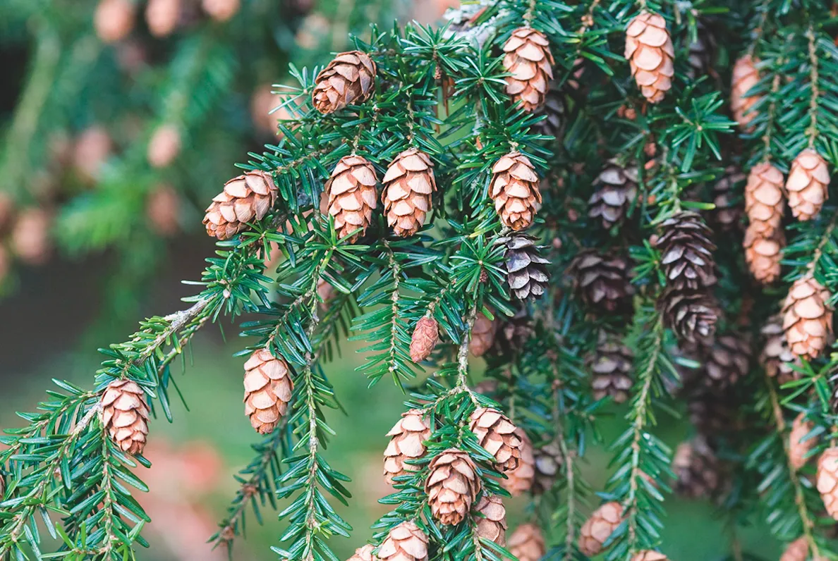 Conifer tree cones