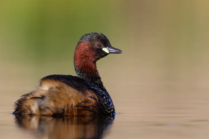 little grebe in guide to river life BBC Countryfile magazine