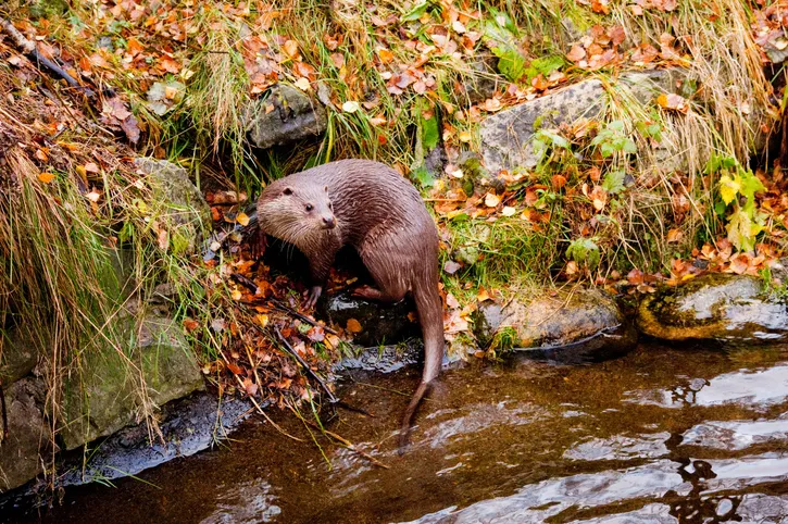 Otter guide to river life BBC Countryfile Magazine