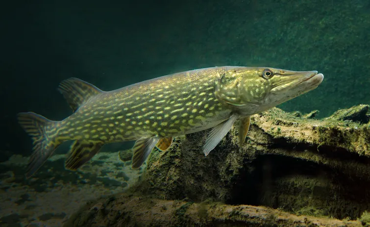 pike in guide to river life BBC Countryfile magazine