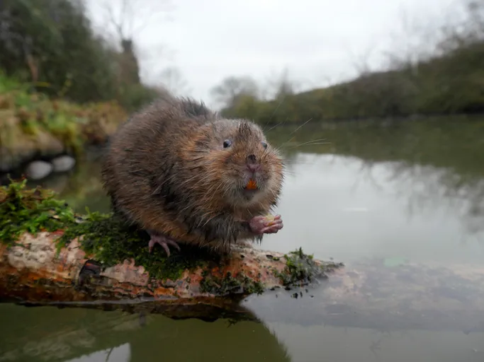 water vole in guide to river life BBC Countryfile magazine