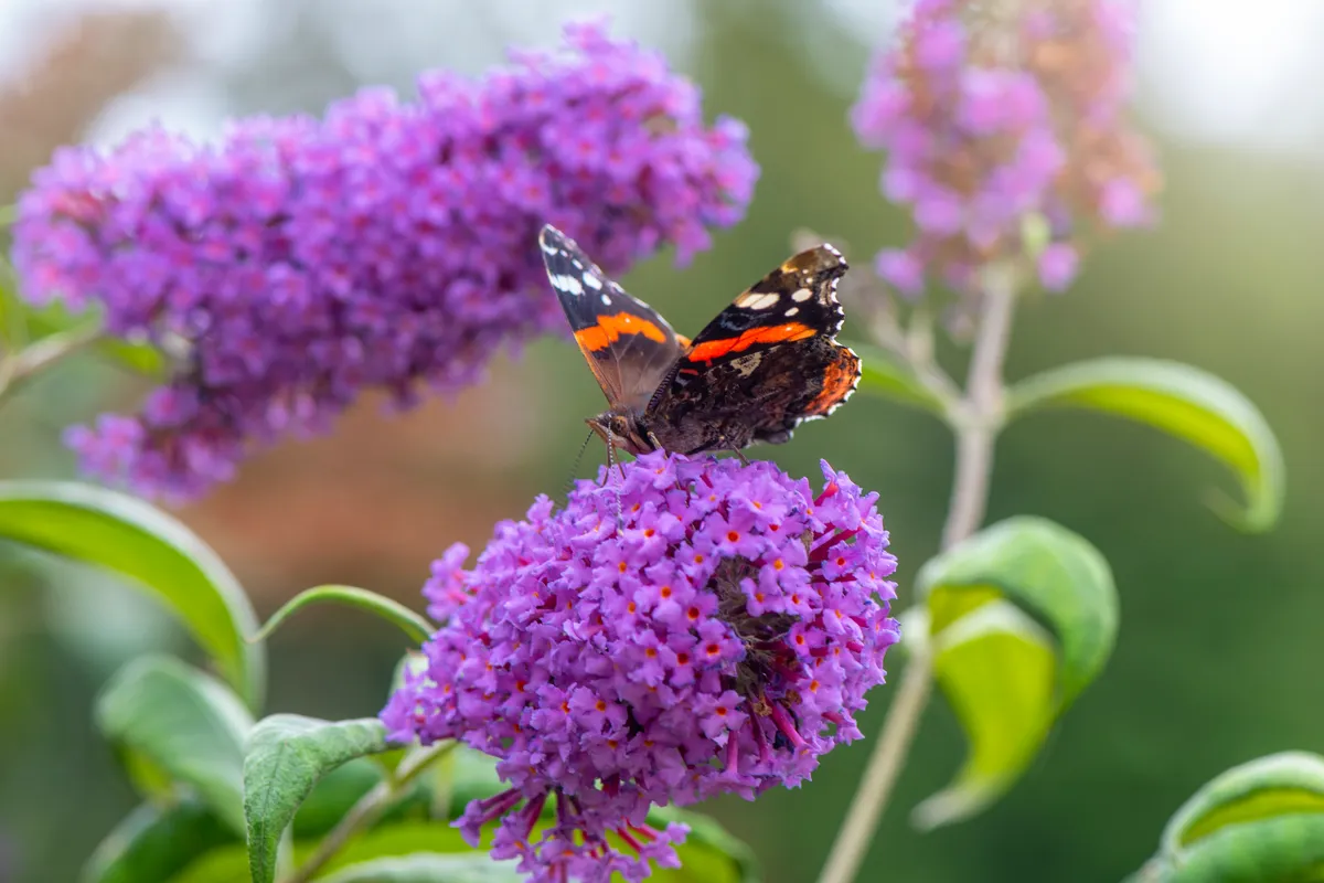 Close-up image of a Red Admiral butterfly collecting pollen from a purple Buddleja, or Buddleia flower also known as the Butterfly bush