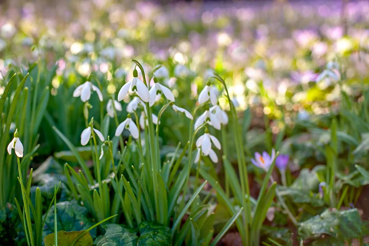 Galanthus nivalis also known as the common snowdrop/Credit: Getty Images
