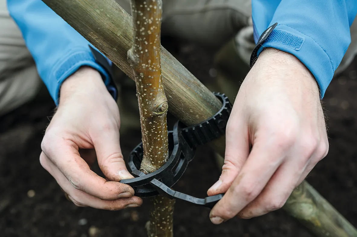 How to plant a tree – tying in the tree stake