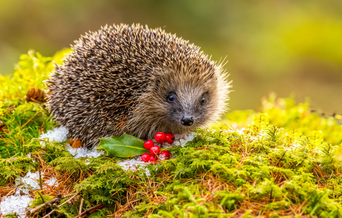 Wild, native hedgehog on green moss with red berries and snow