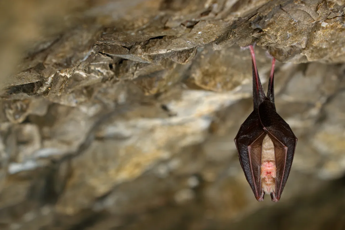Bat in cave
