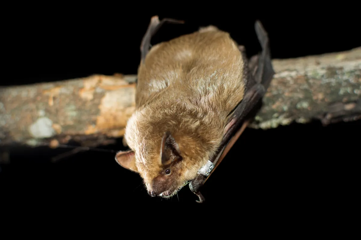 Bat on branch