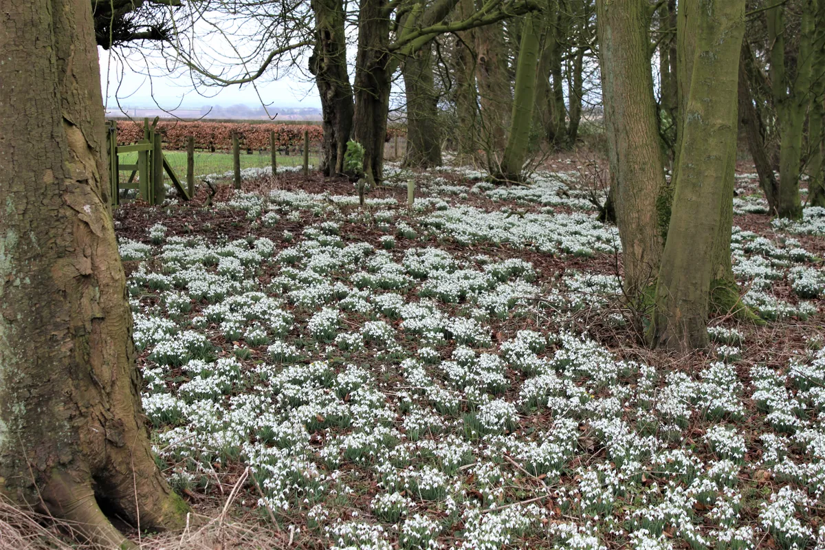 Snowdrops in wood
