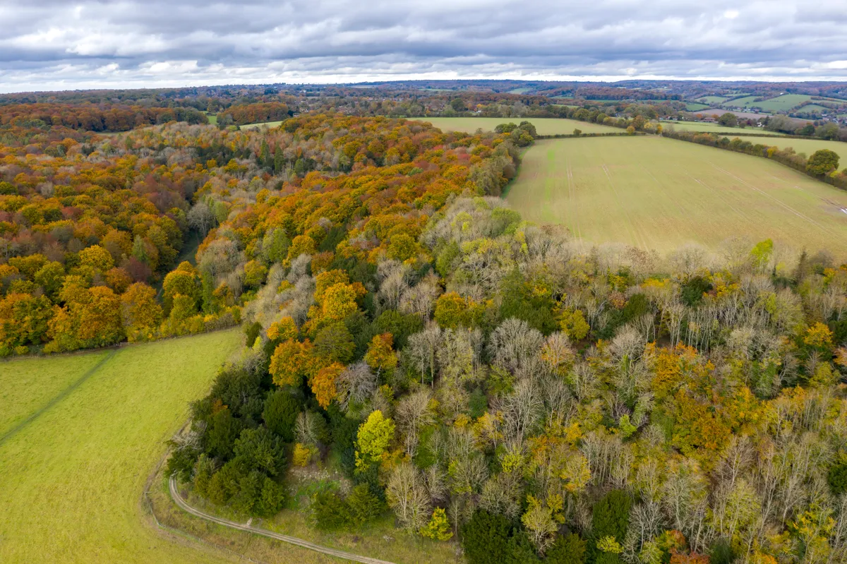 Ash trees suffering due to ash dieback are clearly visible in the autumnal landscape at Hughenden Estate in Buckinghamshire. Credit John Miller