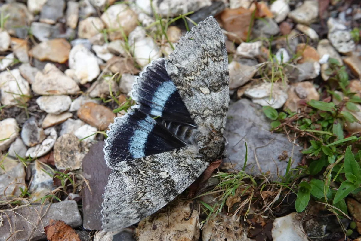 Clifden nonpareil - a rare underwing moth. Credit Alex Raeder & National Trust