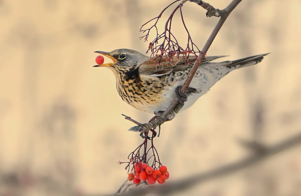 Bird eating berry