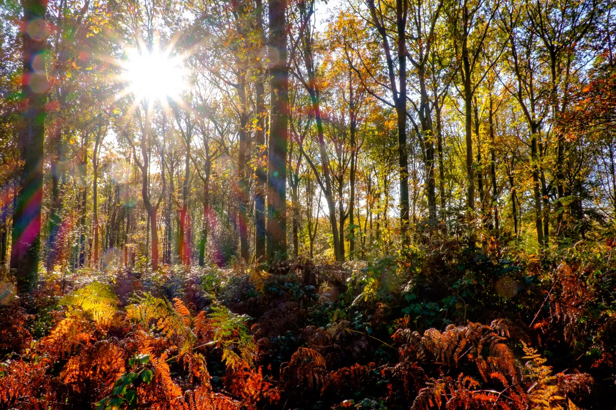 Autumn in Savernake Forest