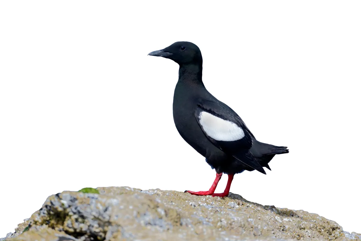 Black seabird on rock