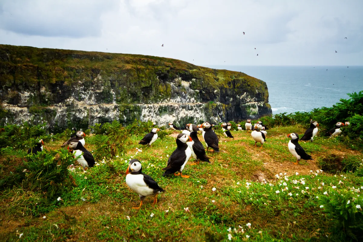 Atlantic puffin island colony