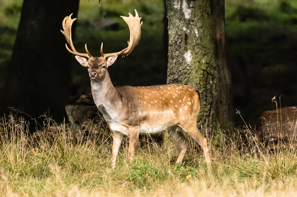 A fallow deer stag with a full set of palmate antlers standing beside a tree