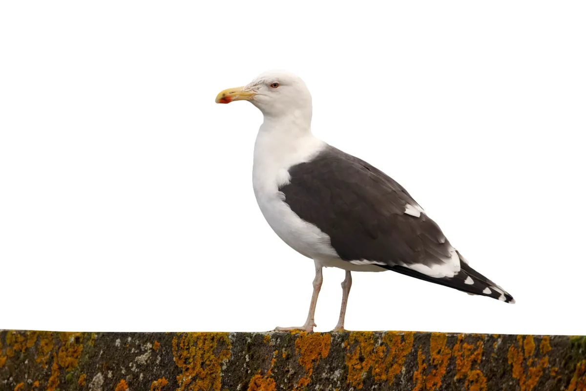 Great black backed gull with yellow beak with spot of red on underside