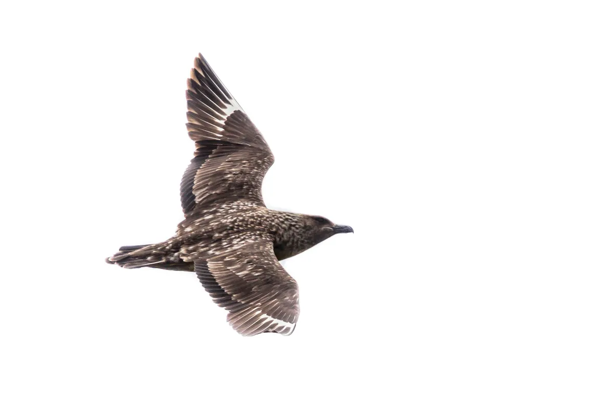 Brown and white mottled Great skua in flight