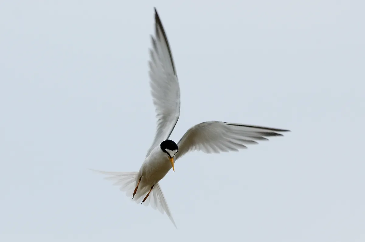 Little tern in flight
