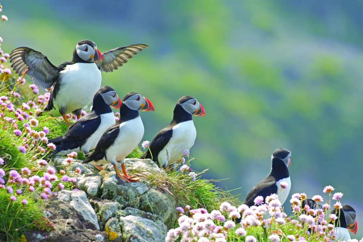 Puffins and flowers