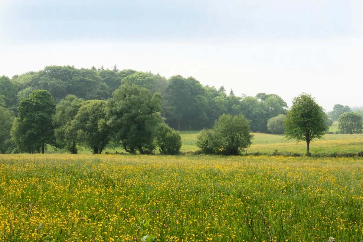 Buttercup meadow and woodland