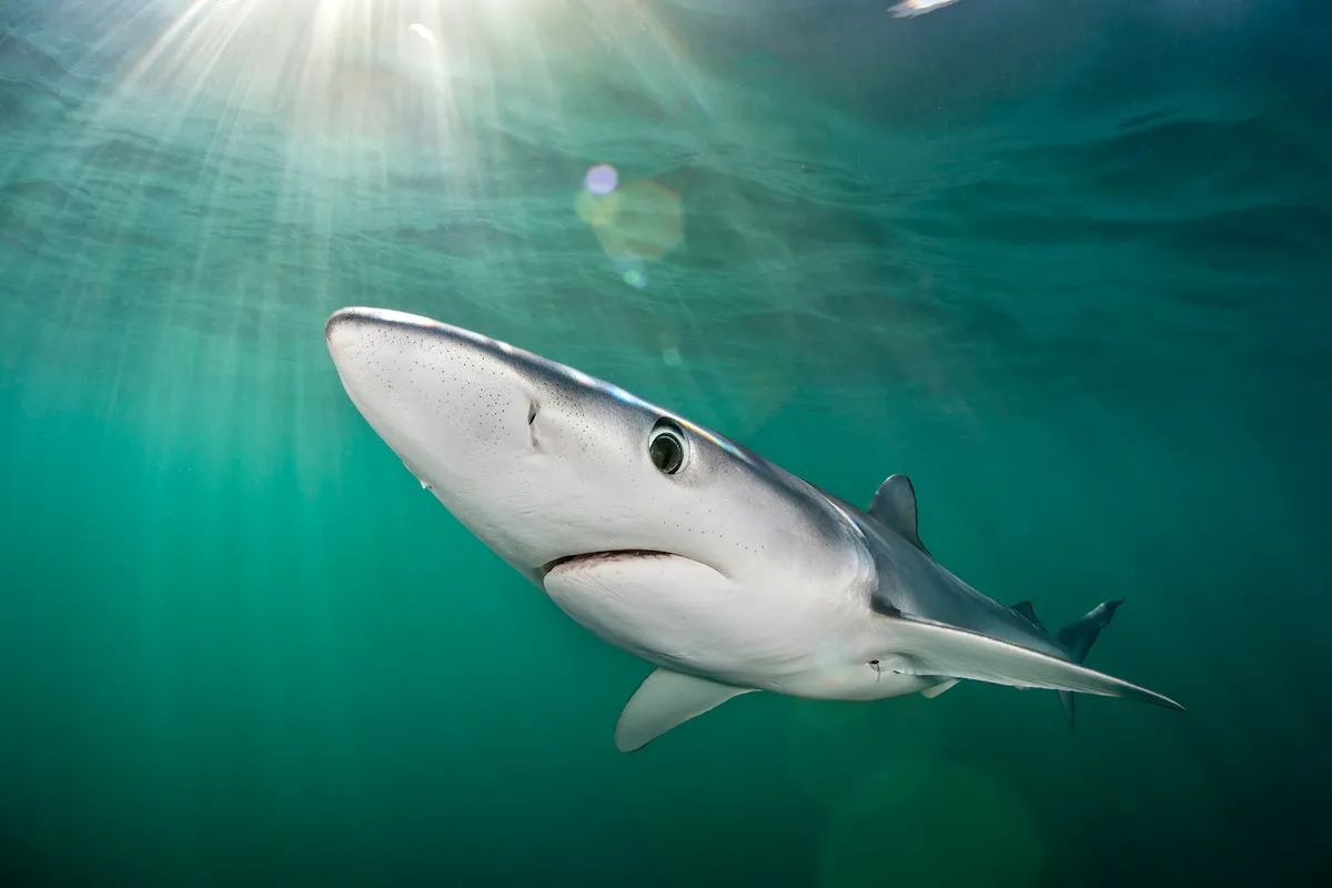 A blue shark (Prionace glauca) cruises beneath the surface of the English Channel with sunbeams and lens flare. Penzance, Cornwall, England, United Kingdom. British Isles. North East Atlantic Ocean.