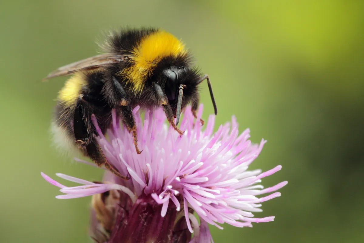 A feeding bumblebee. /Credit: PSkelton Photo/Getty Images