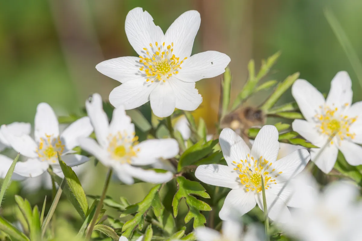 The white flowers of the wood anemone