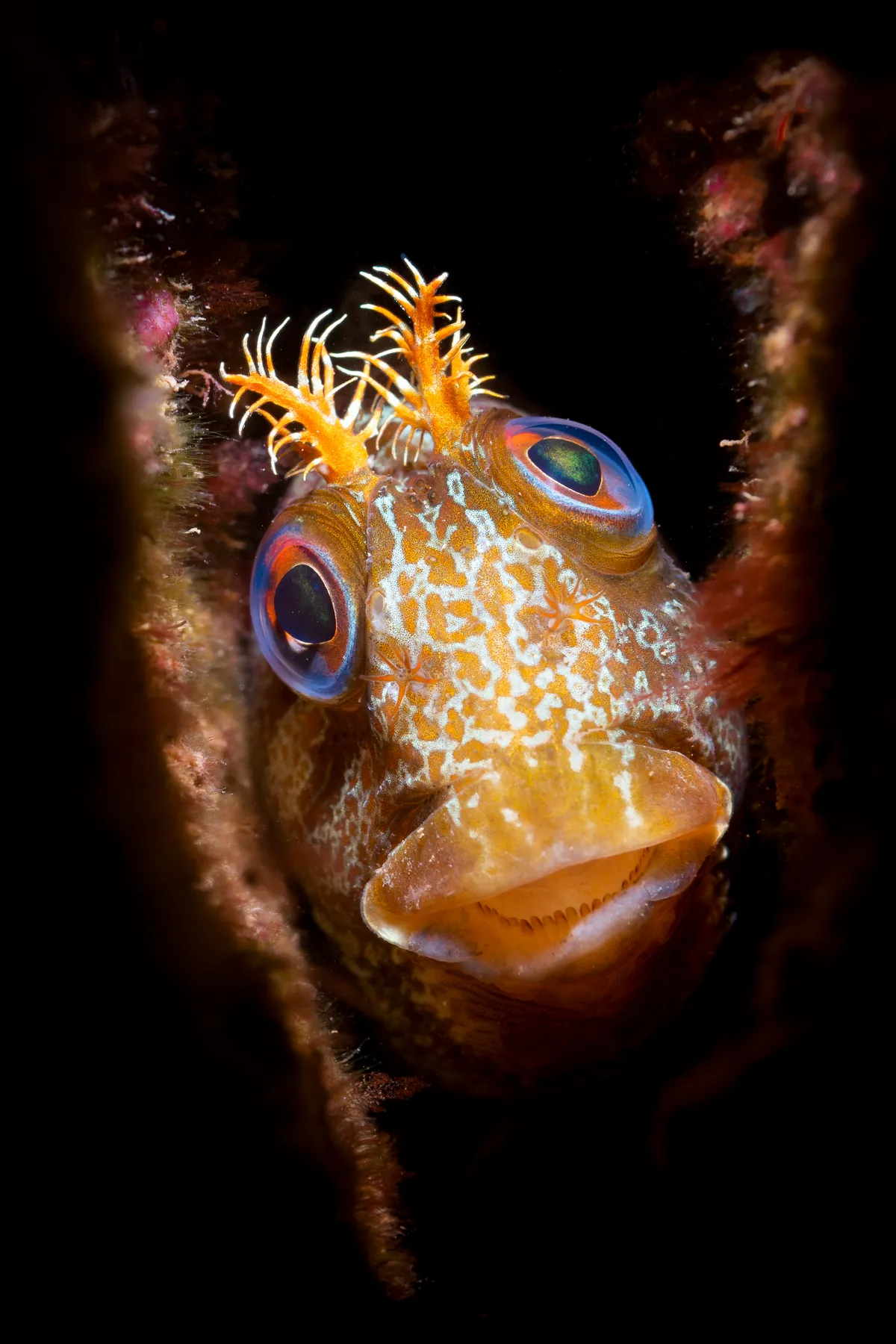 Kirsty Andrews - Tompot blenny