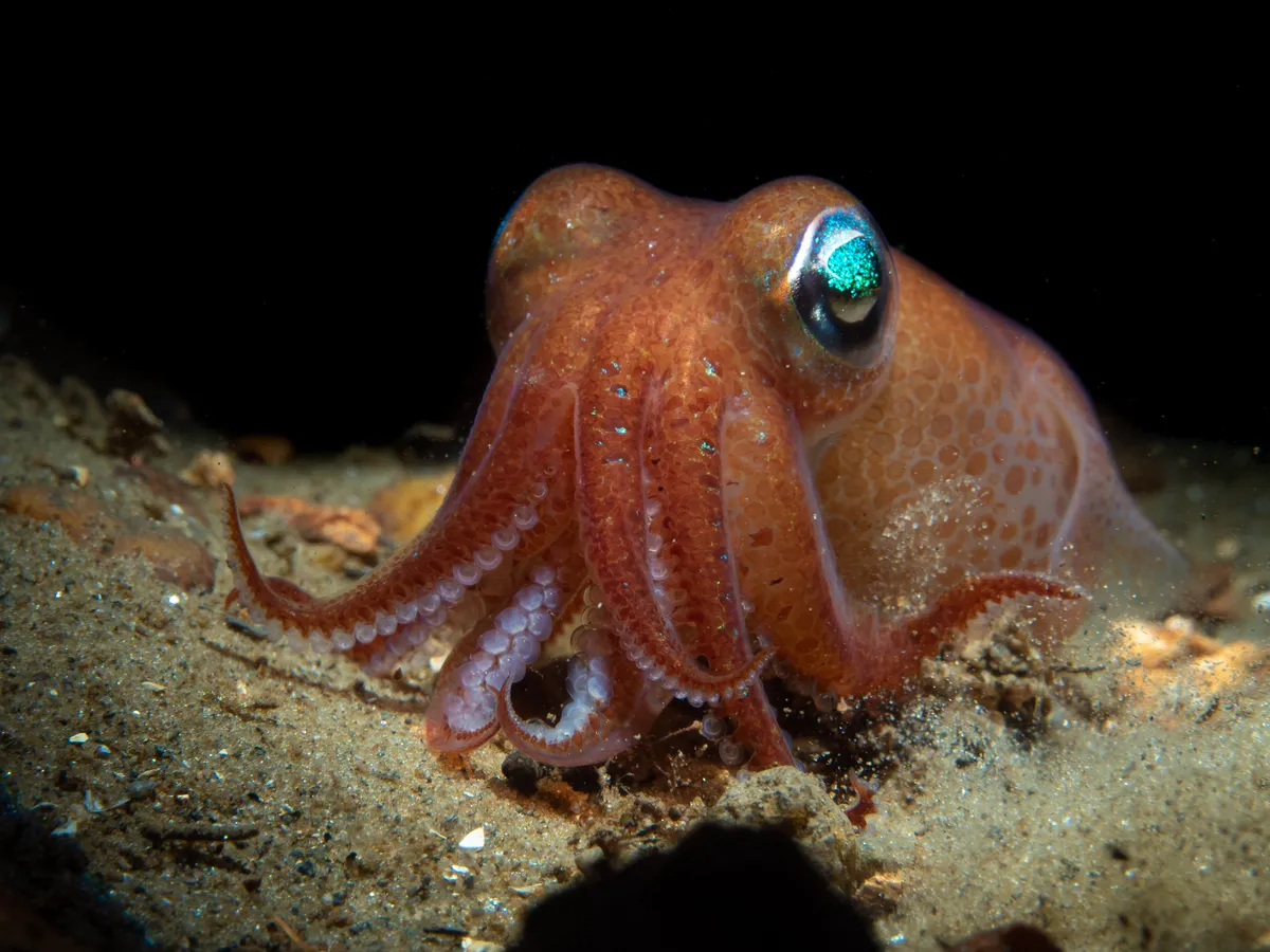 Bobtail squid, Loch Long
