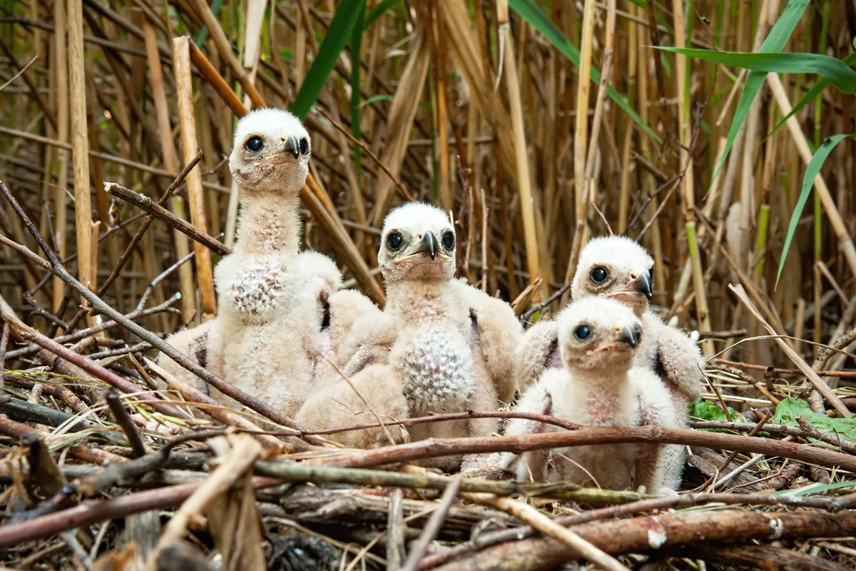 Chicks on nest