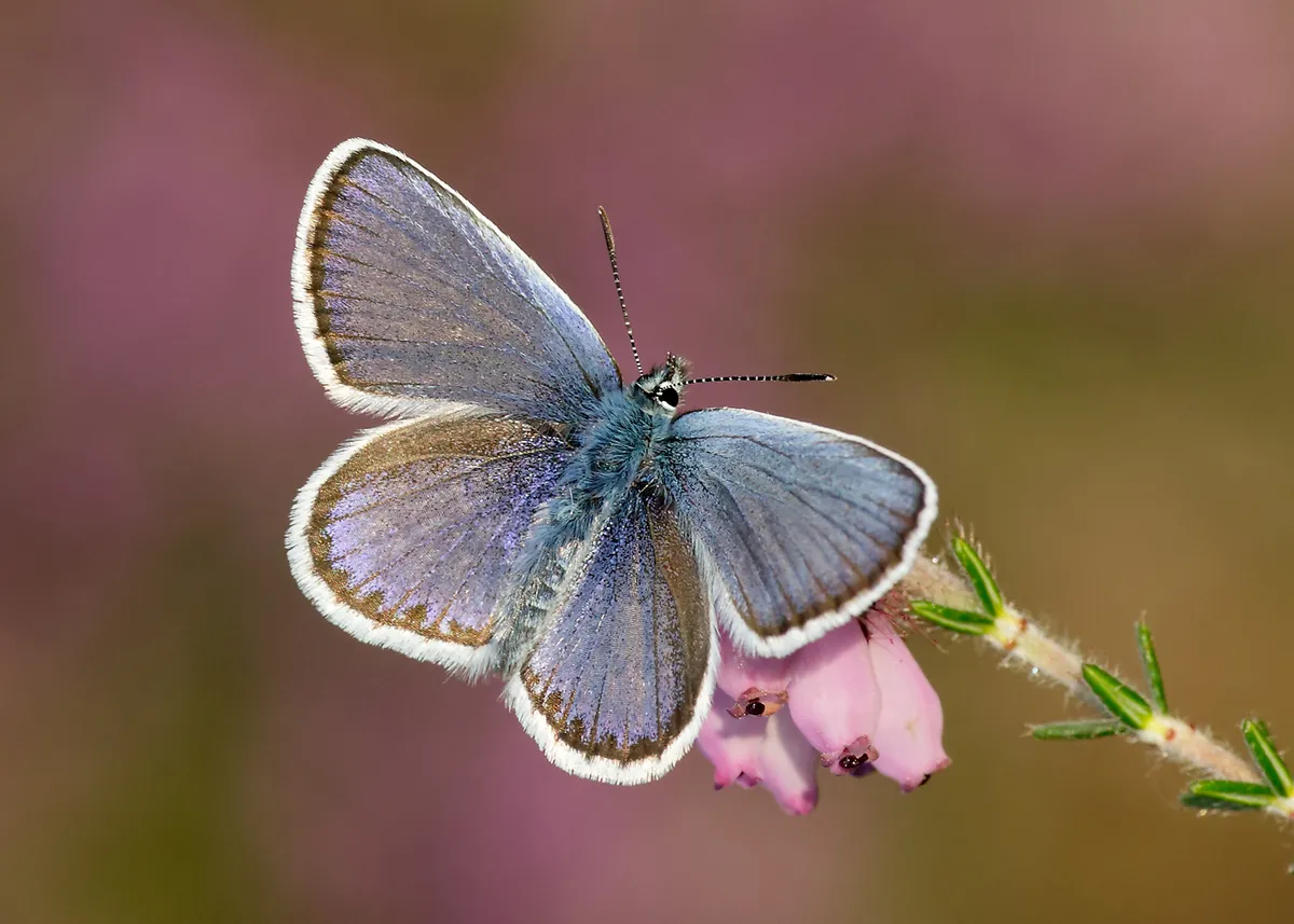 Silver-studded blue. /Credit: Iain H Leach/Butterfly Conservation