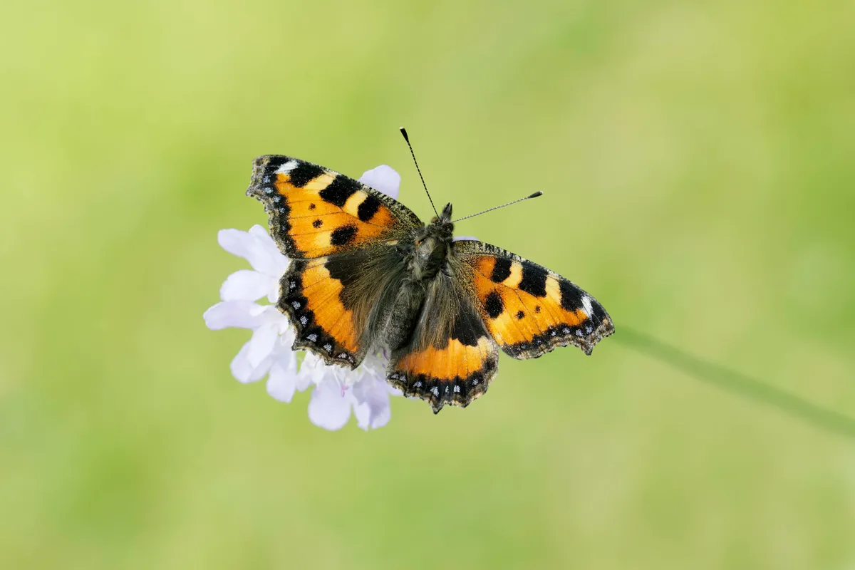 Small tortoiseshell. /Credit: Iain H Leach/Butterfly Conservation