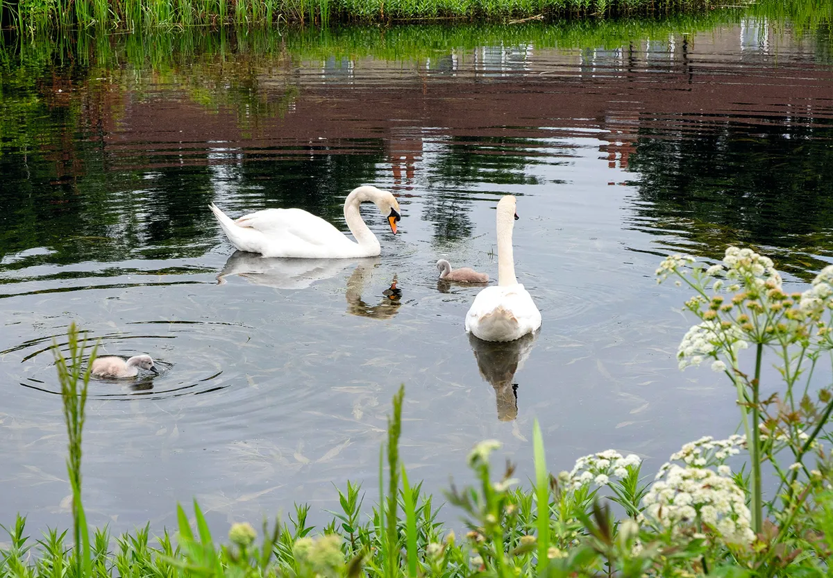Swans on water