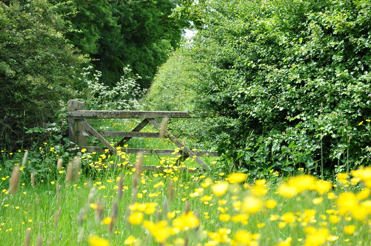 Gate and meadow flowers