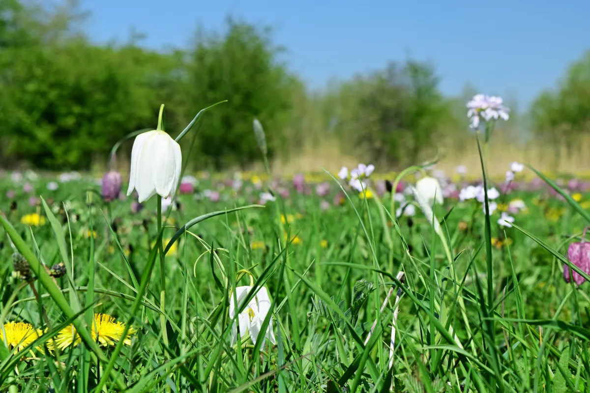 A close-up meadow scene with Snake's-head Fritillary