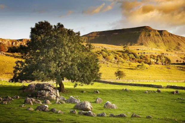 Ingleborough and tree on a sunny day in summer