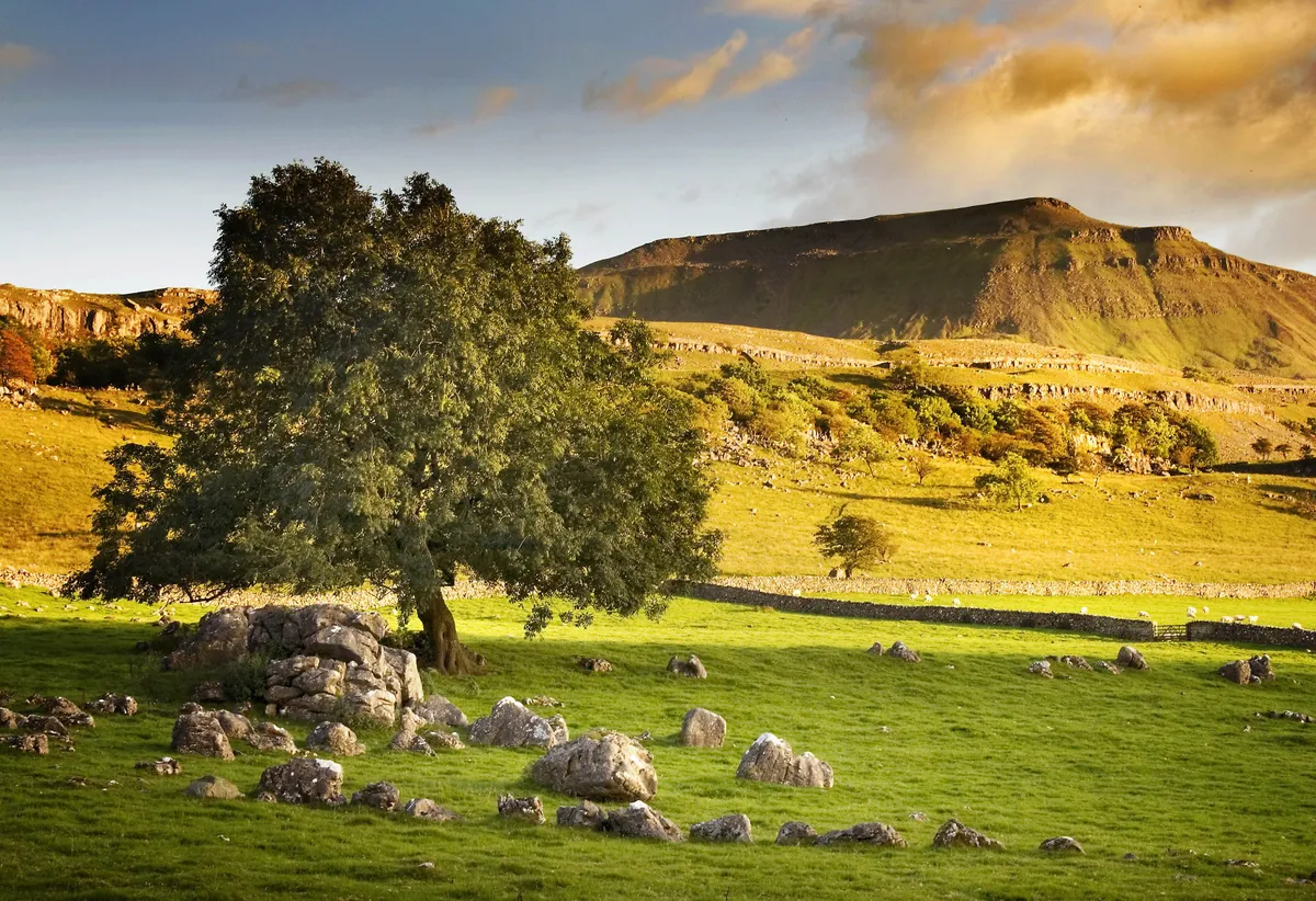 Ingleborough and tree on a sunny day in summer