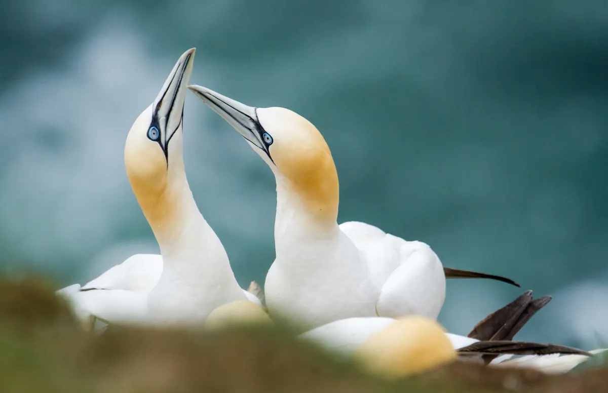 Gannets on cliff